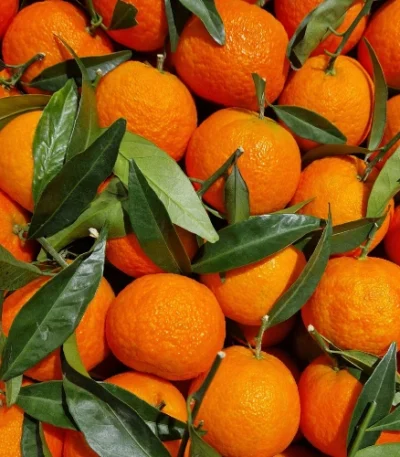Fresh Orange Wholesale Price in Bangladesh