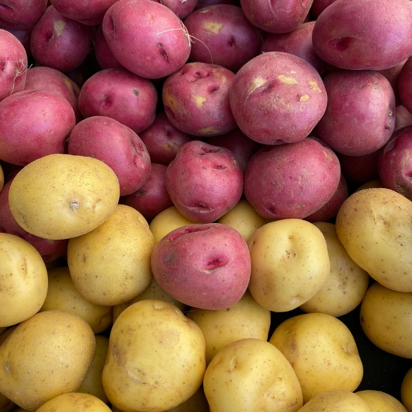 Premium Agro Wholesale Price from Tasnuva Group