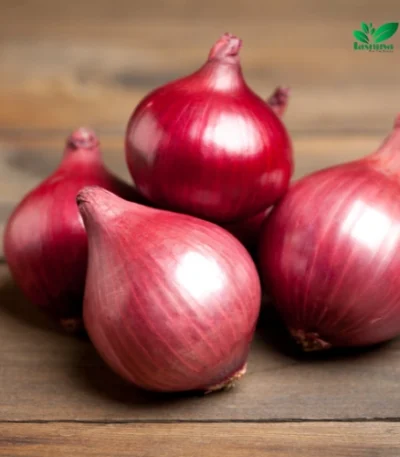 Tasnuva Agro Fresh Onion Product Of India Wholesale Price