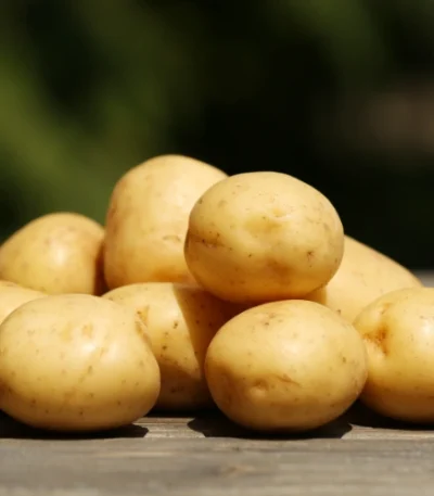 Tasnuva Agro Fresh Potato Product Of Bangladesh Wholesale Price